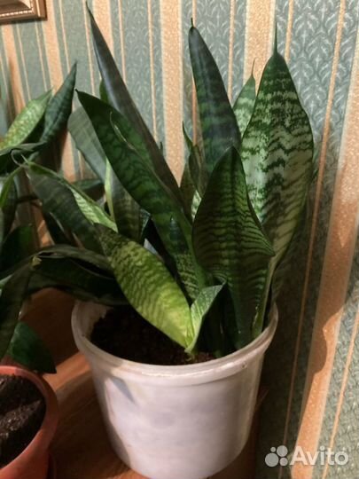 Сансевиерия / щучий хвост/ тёщин язык
