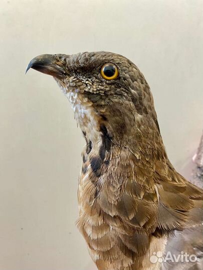 Чучело птицы