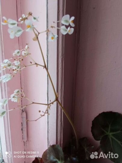 Детки бальзамина,бегонии,сансевиерия, пиперомия