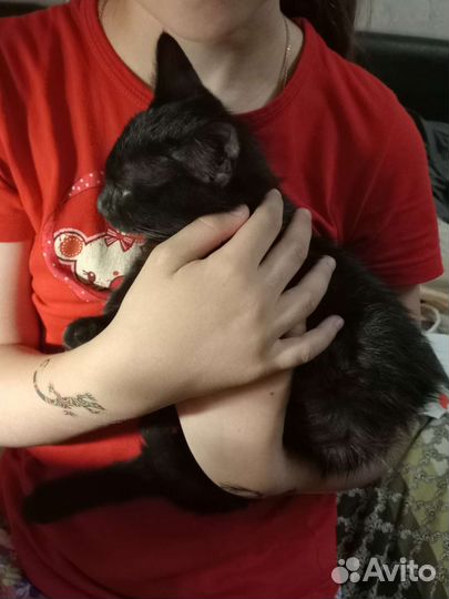Котенок девочка (2-3 месяца) обработана