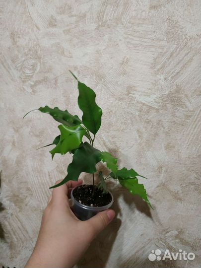 Комнатные растения, укор.черенки