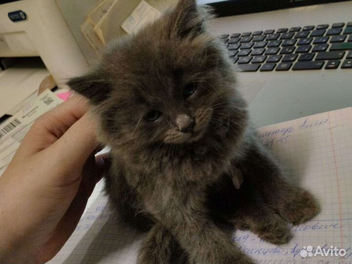 Кошка в дар бесплатно