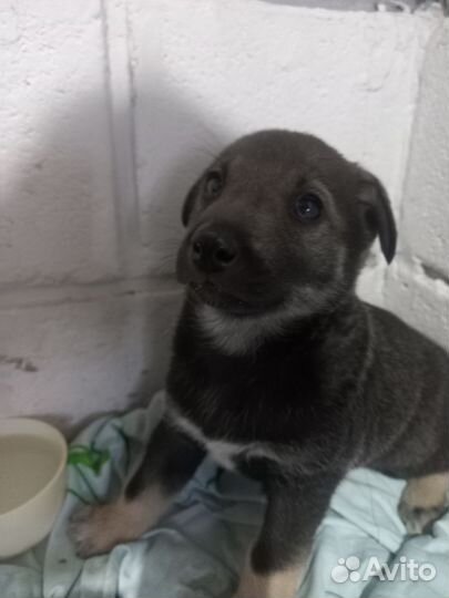 Отдам бесплатно щенки