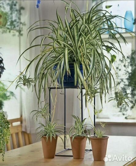 Хлорофитум