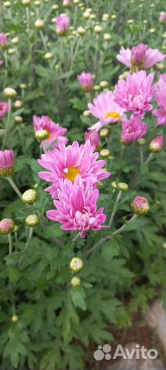 Цветы для сада: хризантема,спирея,эхинацея