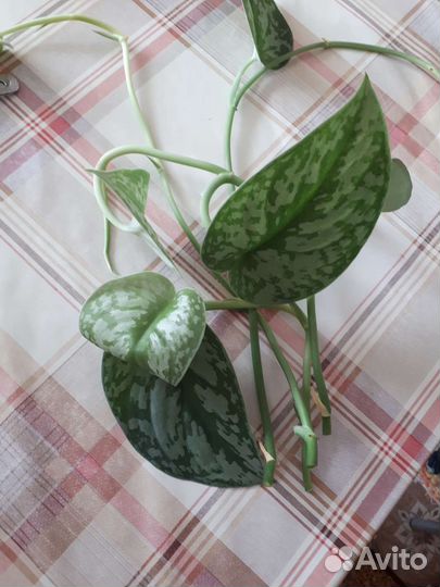 Сциндапсус эпипремнум