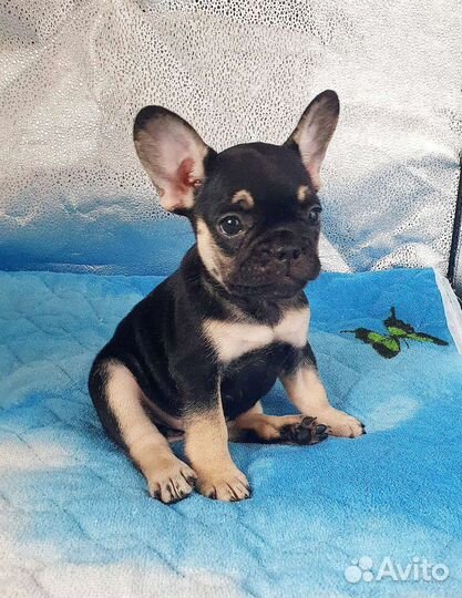 Девочка француз