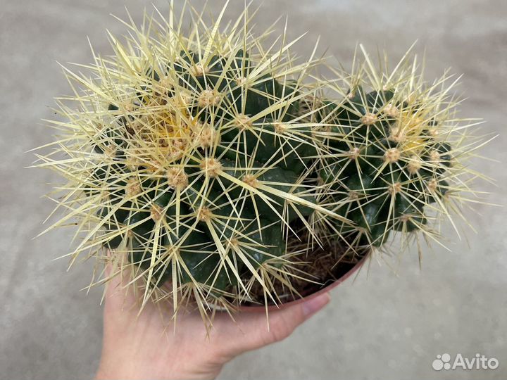 Кактус эхинокактус грузони
