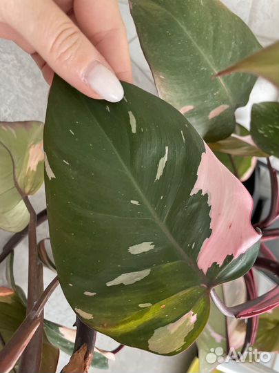 Филодендрон розовая принцесса