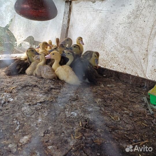 Утята тяжелой линии