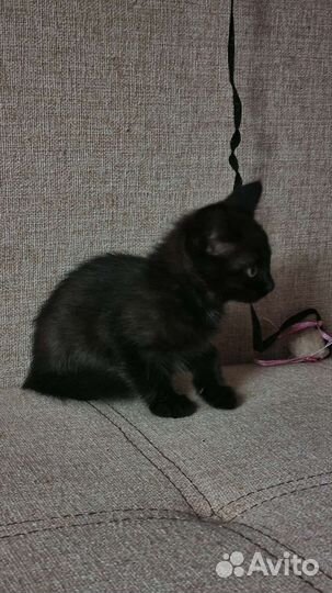 Черный котенок в добрые руки