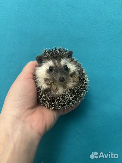 Африканские ежи - ручные ежата. Питомник. Доставка