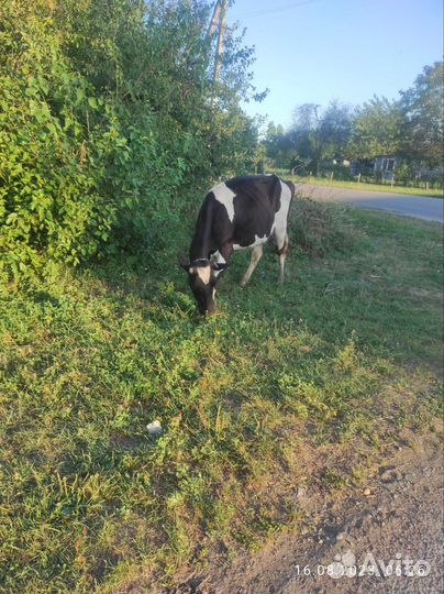 Корова стельная