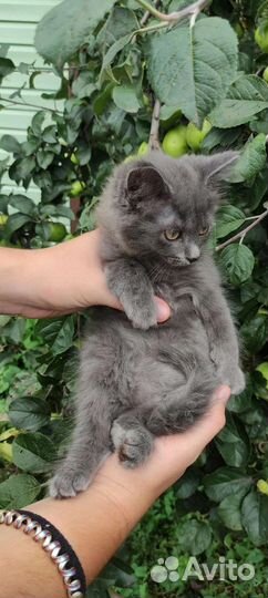 Котëнок в добрые руки