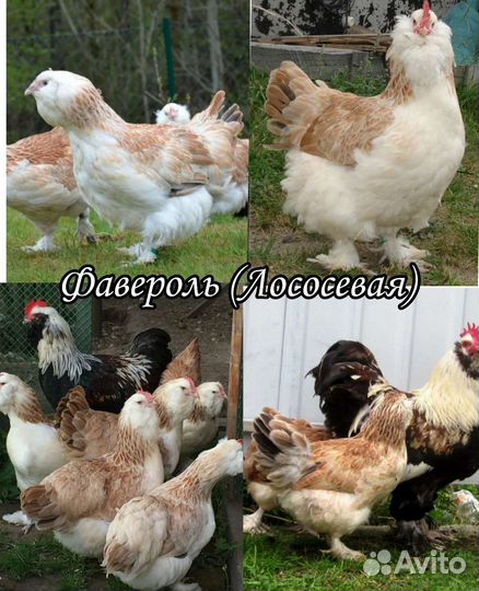 Инкубационное яйцо