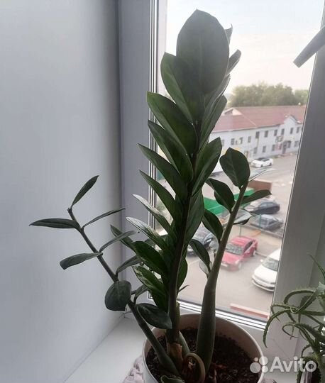 Замиокулькас