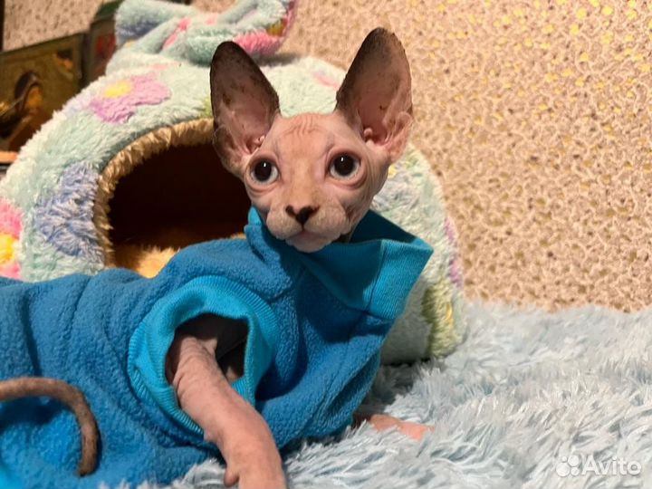 Канадский сфинкс кастрирован