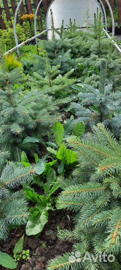Ель голубая Глаука