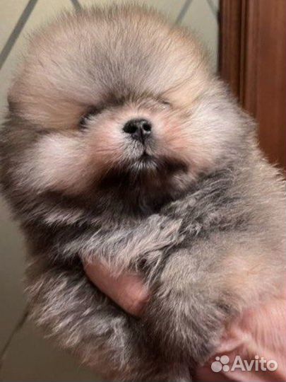 Рыжики померанцы