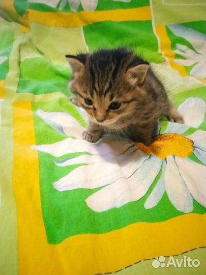 Отдадим котёнка в хорошие руки