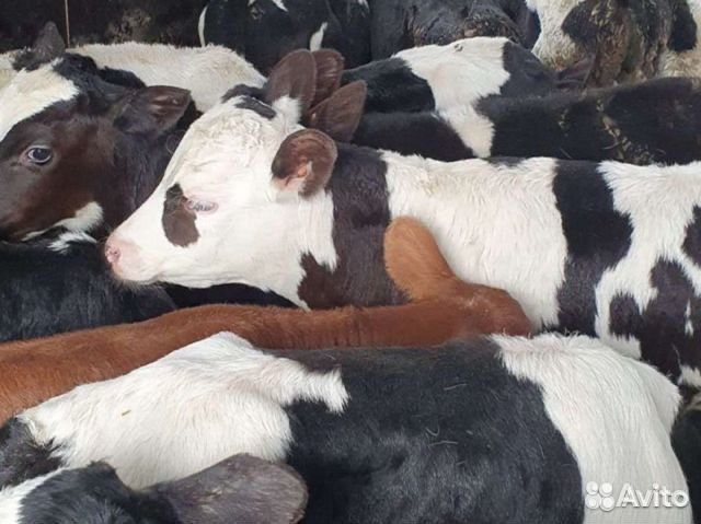 Телята бычки