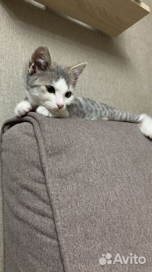 Котик 3 месяца