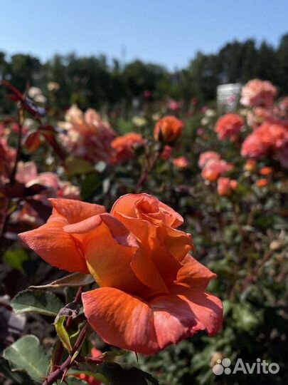 Выставка-продажа комнатных растений