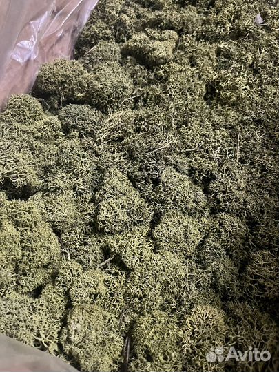 Стабилизированный мох