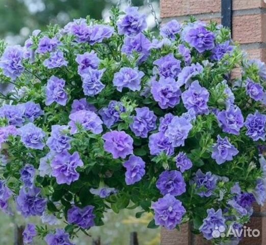 Петуния Тумбелина купить в Москве | Товары для дома и дачи | Авито