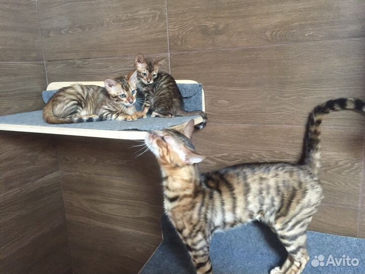 Тойгер- котик Рой и кошечка Рамила