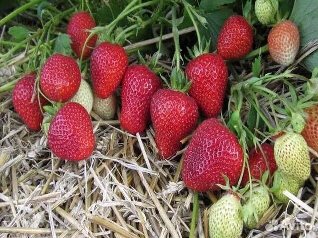 Рассада клубники фриго