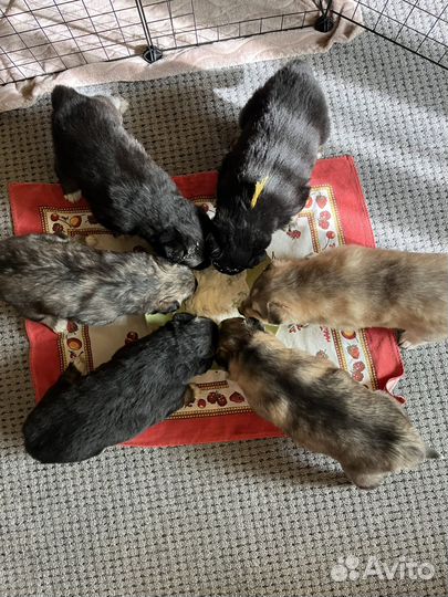 Щенки длинношерстной хаски и маламута