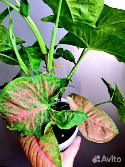 Спатифиллум даймонд Сингониум