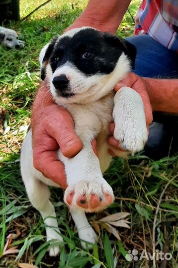 Самая привлекательная и обаятельная