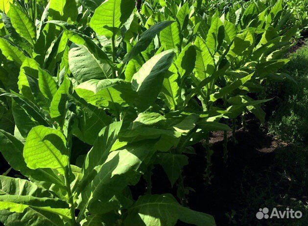 Семена табак