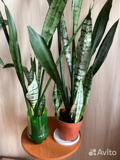 Сансевиерия (щучий хвост)