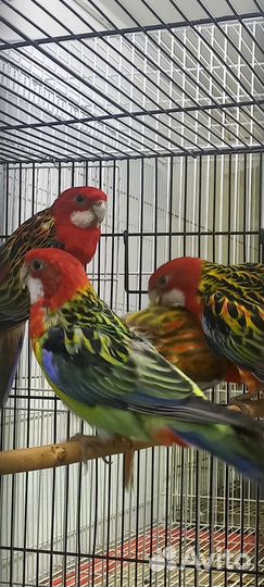 Попугай розелла