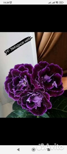 Клубни Глоксинии