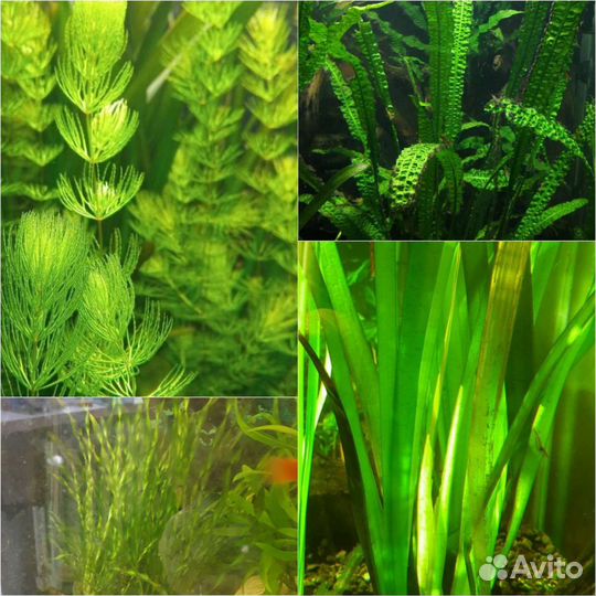 Анцитрусы барбусы данио золотые и растения