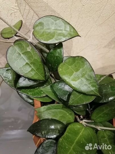 Хойи разные