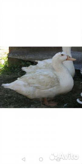 Утки. Ирон баебыз