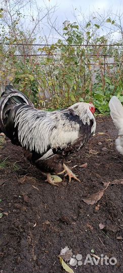 Продам петуха, 2 года