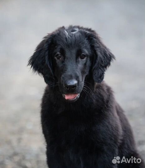 Щенки из питомника