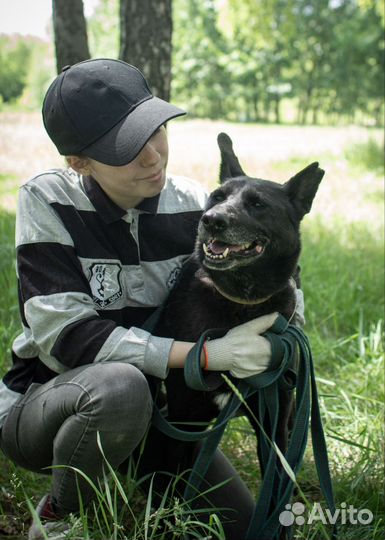 Пожилая собака ищет дом