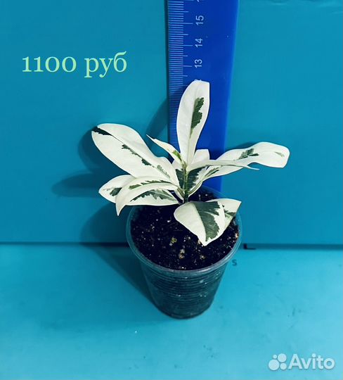 Фикус Микрокарпа Альбомаргината