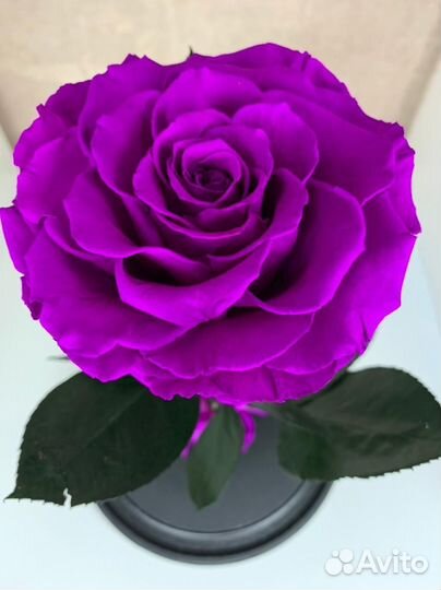 Роза в колбе. Живая