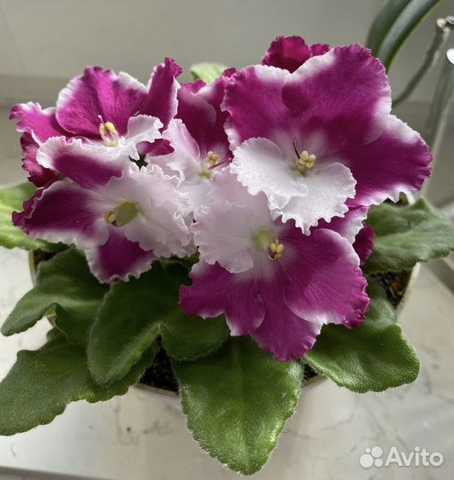 Детки и укорененные листики сортовых фиалок