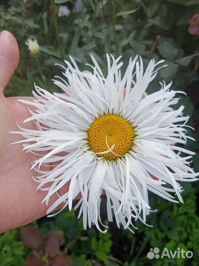 Цветы многолетники