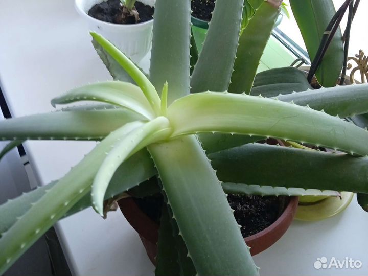 Алоэ лечебный