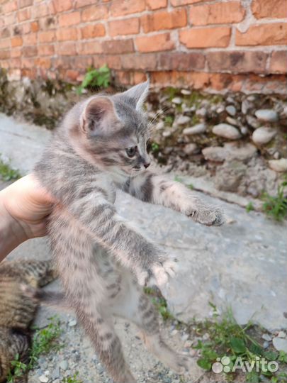 Котёнок-девочка - 2 месяца - 